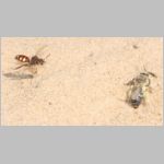 Andrena barbilabris - Sandbiene w07 11mm.jpg